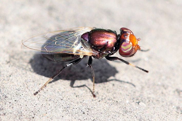 Piccolo dittero: Physiphora alceae (Ulidiidae)